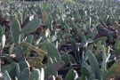 Cactus Field, Guatiza